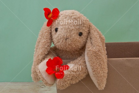 Fair Trade Photo Animals, Birthday, Box, Colour image, Congratulations, Flower, Friendship, Get well soon, Love, New beginning, Peluche, Peru, Rabbit, Red, Sorry, South America, Thinking of you