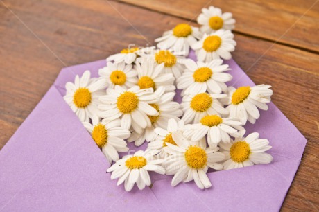 Fair Trade Photo Birthday, Colour image, Daisy, Envelope, Flower, Friendship, Horizontal, Love, Marriage, Mothers day, Peru, Purple, South America, Thank you, Thinking of you, Valentines day, Wedding, Welcome home, White, Wood, Yellow