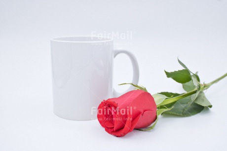 Fair Trade Photo Colour image, Cup, Fathers day, Flower, Horizontal, Love, Peru, Red, Rose, South America, Thank you, Thinking of you, Valentines day, White