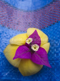 Fair Trade Photo Artistique, Blue, Colour image, Colourful, Flower, Focus on foreground, Nature, Outdoor, Peru, Purple, South America, Tabletop, Vertical, Yellow