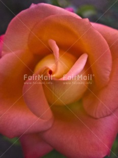 Fair Trade Photo Colour image, Flower, Focus on foreground, Love, Mothers day, Nature, Outdoor, Peru, Pink, Rose, South America, Valentines day, Vertical