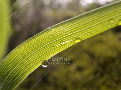 Fair Trade Photo Colour image, Focus on foreground, Green, Horizontal, Nature, Outdoor, Peru, Plant, South America, Waterdrop