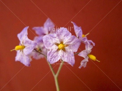 Fair Trade Photo Closeup, Colour image, Colourful, Flower, Focus on foreground, Horizontal, Nature, Outdoor, Peru, Purple, Red, South America