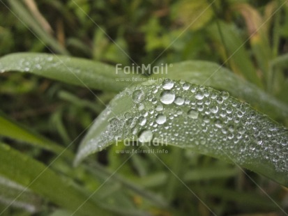 Fair Trade Photo Colour image, Focus on foreground, Green, Horizontal, Leaf, Nature, Outdoor, Peru, Plant, South America, Waterdrop