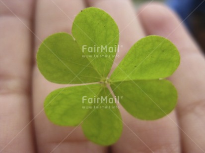 Fair Trade Photo Clover, Colour image, Flower, Focus on foreground, Good luck, Green, Hand, Horizontal, Nature, Peru, South America, Trefoil