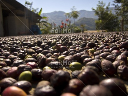 Fair Trade Photo Agriculture, Closeup, Coffee, Colour image, Day, Food and alimentation, Fruits, Harvest, Horizontal, Outdoor, Peru, Rural, South America