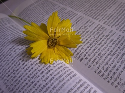 Fair Trade Photo Bible, Book, Christianity, Colour image, Day, Flower, Heart, Horizontal, Indoor, Letter, Peru, Religion, South America, Valentines day, Yellow