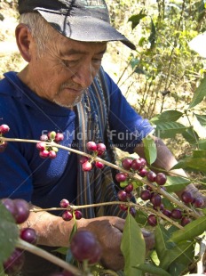 Fair Trade Photo 55-60 years, Activity, Agriculture, Casual clothing, Clothing, Coffee, Colour image, Day, Farmer, Food and alimentation, Forest, Fruits, Harvest, Looking away, One man, Outdoor, People, Peru, Portrait halfbody, South America, Tree, Vertical, Working