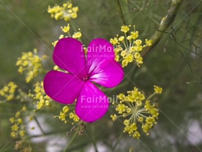 Fair Trade Photo Colour image, Day, Flower, Green, Horizontal, Nature, Outdoor, Peru, Pink, South America, Yellow