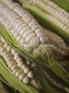 Fair Trade Photo Agriculture, Closeup, Colour image, Corn, Day, Food and alimentation, Green, Outdoor, Peru, South America, Vertical, White