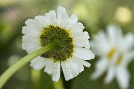 Fair Trade Photo Colour image, Condolence-Sympathy, Day, Flower, Focus on foreground, Green, Horizontal, Nature, Outdoor, Peru, South America, White, Yellow
