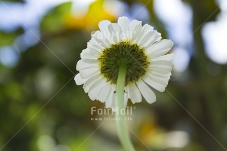 Fair Trade Photo Colour image, Condolence-Sympathy, Day, Flower, Focus on foreground, Green, Horizontal, Nature, Outdoor, Peru, South America, White, Yellow