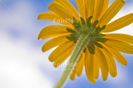 Fair Trade Photo Closeup, Clouds, Colour image, Flower, Focus on foreground, Horizontal, Low angle view, Nature, Peru, Shooting style, Sky, South America, Yellow