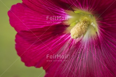 Fair Trade Photo Closeup, Colour image, Day, Flower, Horizontal, Outdoor, Peru, Pink, Red, South America