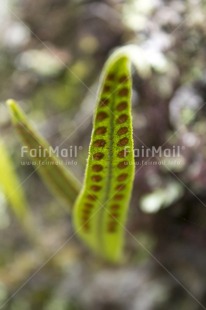 Fair Trade Photo Closeup, Colour image, Day, Focus on foreground, Forest, Green, Leaf, Low angle view, Nature, Outdoor, Peru, Plant, Red, South America, Tree, Vertical