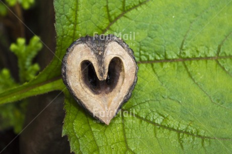 Fair Trade Photo Brown, Colour image, Day, Forest, Green, Heart, Horizontal, Leaf, Love, Nature, Outdoor, Peru, Plant, Seed, South America, Tree, Valentines day