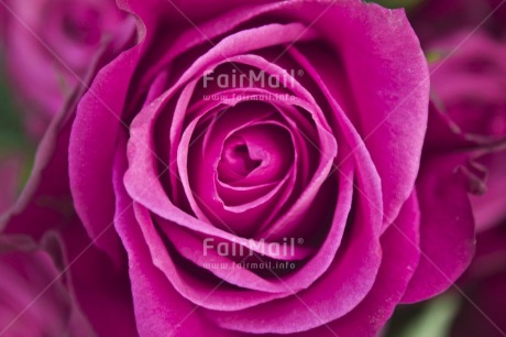 Fair Trade Photo Closeup, Colour image, Flower, Horizontal, Nature, Peru, Pink, Rose, South America