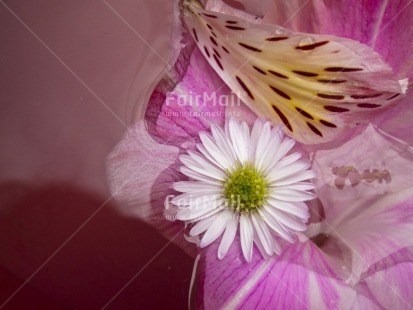 Fair Trade Photo Colour image, Flower, Horizontal, Peru, Pink, South America, Studio, Water, White