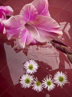 Fair Trade Photo Colour image, Flower, Peru, Pink, South America, Studio, Vertical, Water, White
