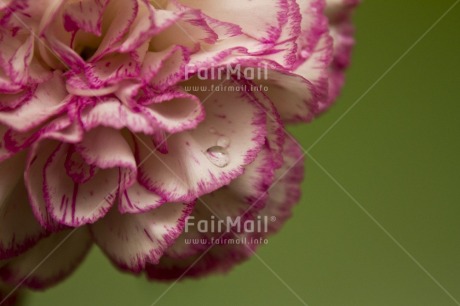 Fair Trade Photo Closeup, Colour image, Flower, Green, Horizontal, Peru, Pink, South America, Studio, Waterdrop