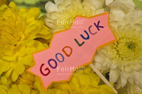 Fair Trade Photo Colour image, Exams, Flower, Good luck, Horizontal, Letter, Peru, Pink, South America, Yellow
