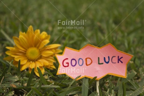 Fair Trade Photo Colour image, Exams, Flower, Good luck, Grass, Horizontal, Letter, Peru, Pink, South America, Yellow