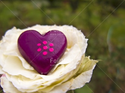 Fair Trade Photo Colour image, Day, Flower, Focus on foreground, Heart, Horizontal, Love, Nature, Outdoor, Peru, Purple, South America, Tabletop, Valentines day, White