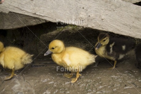 Fair Trade Photo Activity, Agriculture, Animals, Colour image, Cute, Day, Duck, Friendship, Horizontal, Outdoor, Peru, Rural, South America, Together, Walking, Water, Yellow