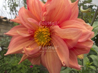Fair Trade Photo Closeup, Colour image, Day, Flower, Horizontal, Outdoor, Peru, Pink, South America, Yellow