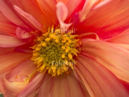 Fair Trade Photo Closeup, Colour image, Day, Flower, Horizontal, Outdoor, Peru, Pink, South America, Yellow