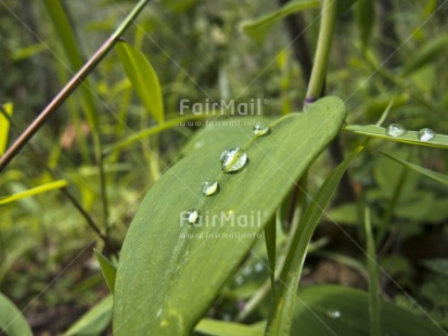 Fair Trade Photo Colour image, Day, Forest, Green, Horizontal, Leaf, Outdoor, Peru, Plant, South America, Tree, Waterdrop