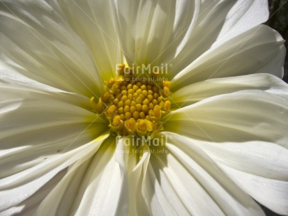 Fair Trade Photo Closeup, Colour image, Day, Flower, Horizontal, Marriage, Mothers day, Nature, Outdoor, Peru, South America, White, Yellow