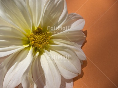 Fair Trade Photo Closeup, Colour image, Day, Flower, Food and alimentation, Fruits, Horizontal, Marriage, Mothers day, Nature, Orange, Outdoor, Peru, South America, White, Yellow