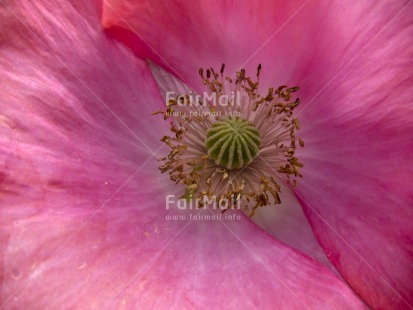 Fair Trade Photo Closeup, Colour image, Day, Flower, Horizontal, Marriage, Mothers day, Nature, Outdoor, Peru, Pink, South America, Transparent