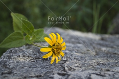 Fair Trade Photo Colour image, Day, Flower, Focus on foreground, Horizontal, Nature, Outdoor, Peru, South America, Stone, Yellow