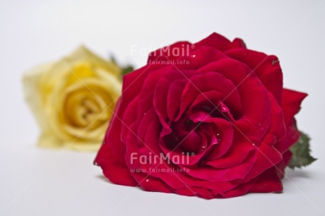 Fair Trade Photo Closeup, Colour image, Horizontal, Indoor, Love, Mothers day, Peru, Red, Rose, South America, Studio, Together, Valentines day, White