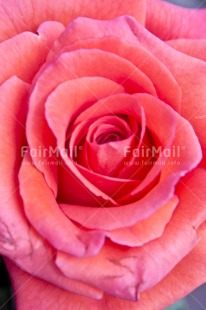Fair Trade Photo Closeup, Colour image, Day, Flower, Outdoor, Peru, Pink, Rose, South America, Vertical