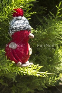 Fair Trade Photo Animals, Bird, Christmas, Colour image, Day, Green, Outdoor, Peru, Red, South America, Tabletop, Tree, Vertical