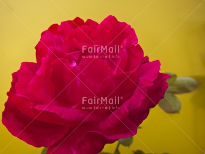 Fair Trade Photo Closeup, Colour image, Flower, Horizontal, Love, Marriage, Peru, Red, Rose, South America, Studio, Valentines day