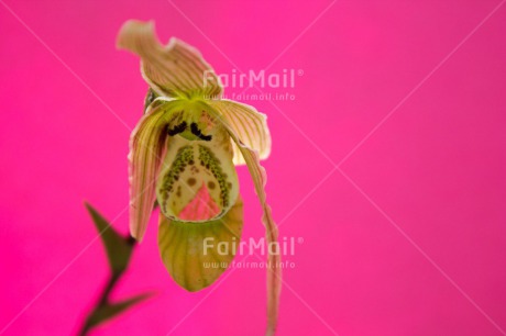 Fair Trade Photo Closeup, Flower, Horizontal, Orchid, Peru, Pink, South America, Yellow