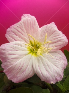 Fair Trade Photo Closeup, Flower, Peru, Pink, South America, Studio, Vertical, White, Yellow
