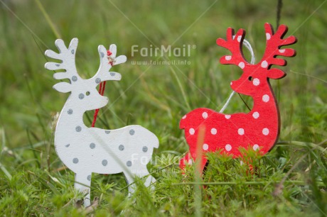 Fair Trade Photo Christmas, Grass, Green, Horizontal, Red, Reindeer, White