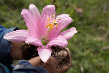 Fair Trade Photo Activity, Care, Closeup, Day, Flower, Giving, Grass, Hand, Horizontal, Mothers day, One boy, Outdoor, People, Pink, Responsibility, Sustainability, Values